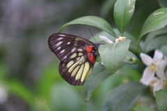 Delias pasithoe