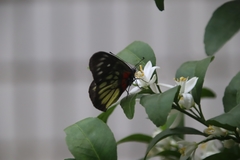 Delias pasithoe