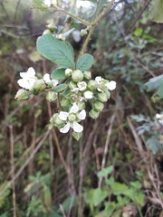 Rubus ellipticus