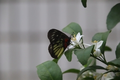Delias pasithoe