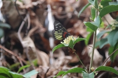 Delias pasithoe
