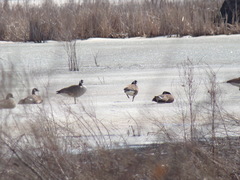 Branta canadensis