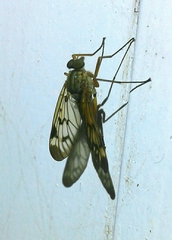 Rhagio atlanticus