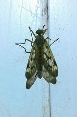 Rhagio atlanticus