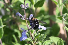 Xylocopa tabaniformis orpifex