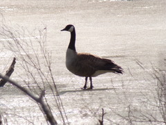 Branta canadensis