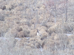 Branta canadensis
