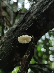 Marasmiellus alliiodorus