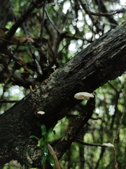 Marasmiellus alliiodorus