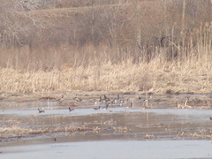 Branta canadensis