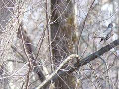 Turdus migratorius