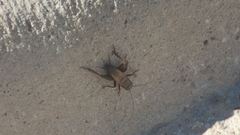 Neonemobius mormonius