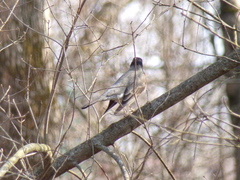 Turdus migratorius
