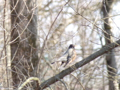 Turdus migratorius
