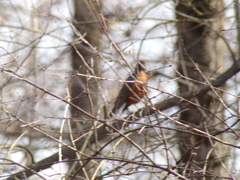 Turdus migratorius