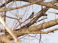 Turdus migratorius