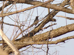 Turdus migratorius