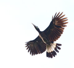 Anorrhinus galeritus