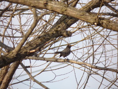 Turdus migratorius