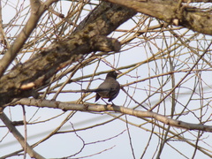 Turdus migratorius