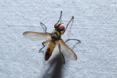 Xanthomelanodes flavipes