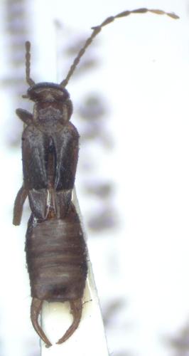 Circolabia arcuata