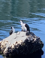 Phalacrocorax fuscescens