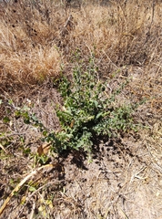Condalia velutina