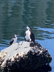 Phalacrocorax fuscescens