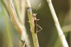 Marcius longirostris
