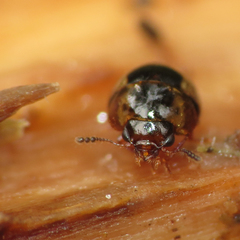 Agathidium maculosum