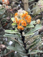 Buddleja coriacea
