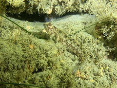 Rathbunella hypoplecta