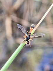 Physocephala australiana