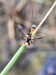 Physocephala australiana
