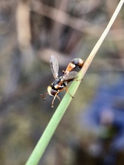 Physocephala australiana