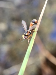 Physocephala australiana