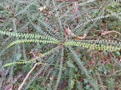 Sophora longicarinata