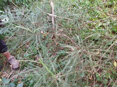 Sophora longicarinata
