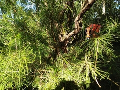 Sophora longicarinata