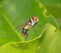 Saralba ocypteroides