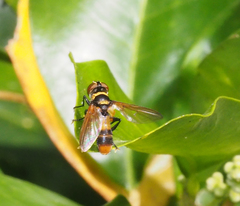 Saralba ocypteroides