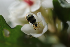 Monolepta cavipennis