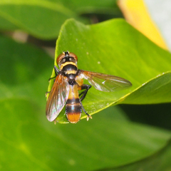 Saralba ocypteroides