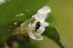 Monolepta cavipennis