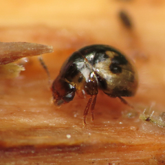Agathidium maculosum