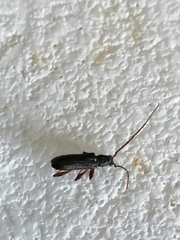 Callidiopis scutellaris