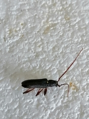 Callidiopis scutellaris