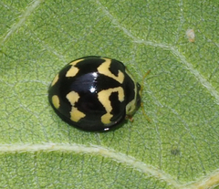 Heterocaria barronensis