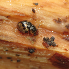 Agathidium maculosum